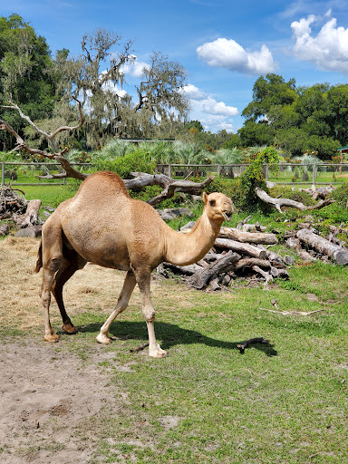 Ranch «Giraffe Ranch», reviews and photos, 38650 Mickler Rd, Dade City, FL 33523, USA
