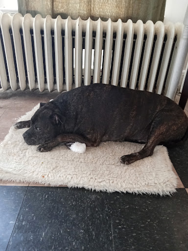 Auburn Animal Center