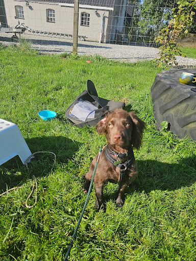 Ulstrup hundecenter in Ulstrup, Favrskov