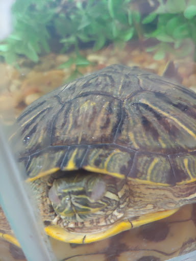 Pet Supply Store «PetSmart», reviews and photos, 160 Wadsworth Blvd, Lakewood, CO 80226, USA