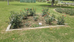 Zakir Hussain Rose Garden - Wikipedia
