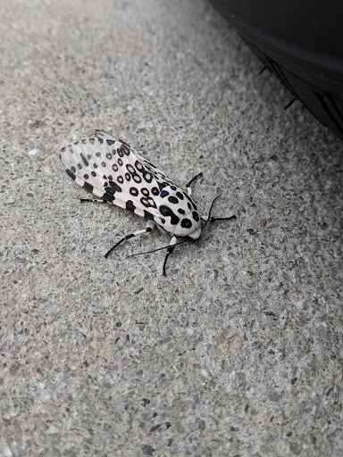 Used Car Dealer «Stokes Used Car Center», reviews and photos, 96 Robert Smalls Pkwy, Beaufort, SC 29906, USA