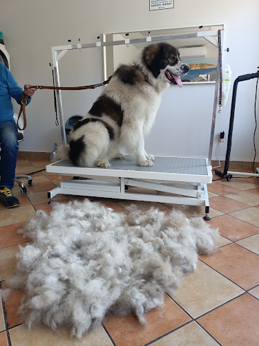 Szczęśliwy Pies u Ani Groomer psów kotów świnek Psi fryzjer