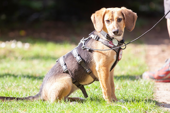 Mobile Hundeschule Face2Face - Hundeschule