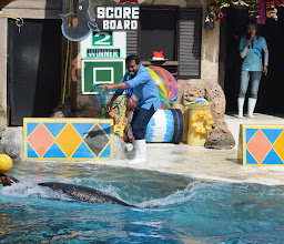 Sea Lion Show photo