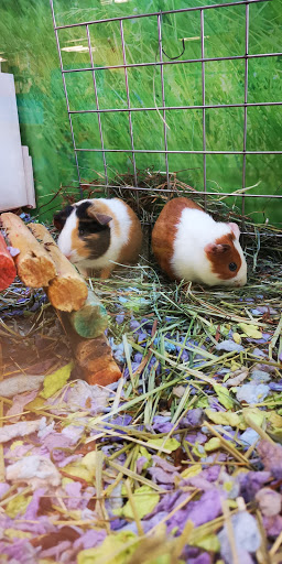 Pet Supply Store «PetSmart», reviews and photos, 2997 Max Ave, Bozeman, MT 59718, USA