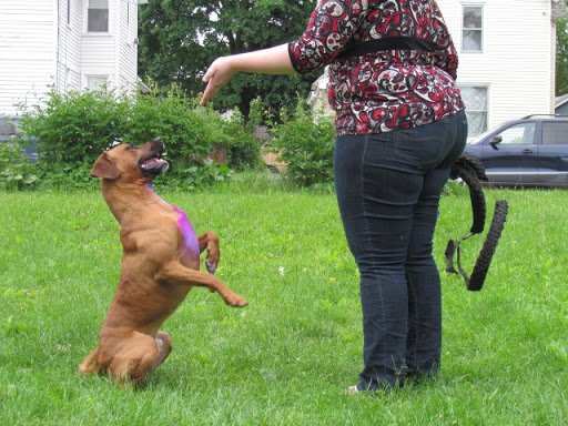 Jul and Tay's Pet Care and Supplies