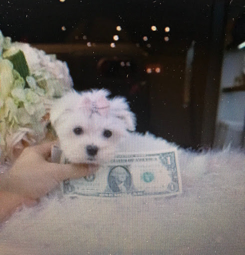 Pet Store «Puppy Boutique Store», reviews and photos, 4001 N Federal Hwy, Fort Lauderdale, FL 33308, USA