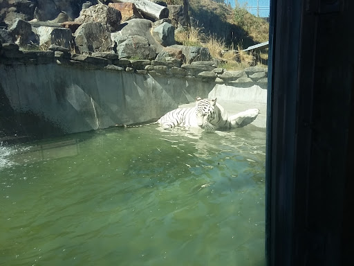 Zoo «Cougar Mountain Zoo», reviews and photos, 19525 SE 54th St, Issaquah, WA 98027, USA