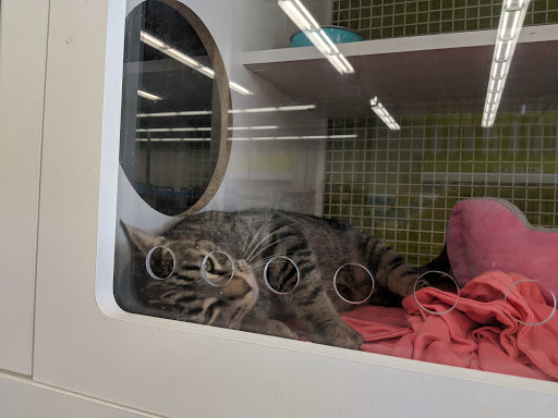 Pet Supply Store «Petco Animal Supplies», reviews and photos, 1574 N Dupont Hwy #300, Dover, DE 19901, USA