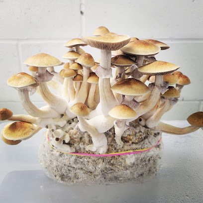 Ra Mushrooms Canada