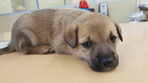 Pet Supply Store «Petco Animal Supplies», reviews and photos, 891 NE D St, Grants Pass, OR 97526, USA