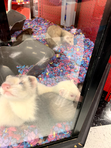Pet Supply Store «Petco Animal Supplies», reviews and photos, 1410 N Loop 336 W, Conroe, TX 77304, USA