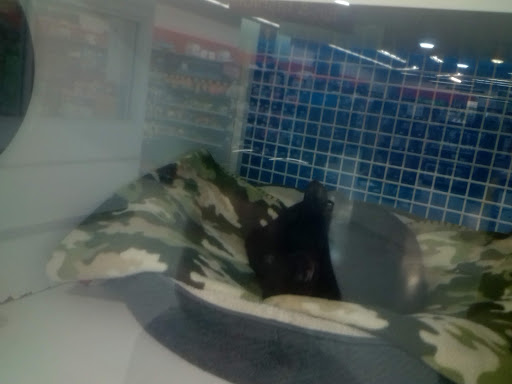 Pet Supply Store «Petco Animal Supplies», reviews and photos, 1014 Glenbrook Way, Hendersonville, TN 37075, USA