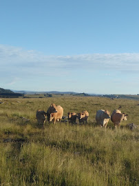 Parc naturel régional de l'Aubrac du Restaurant Buron de Cap Combattut à Route des lacs - n°3