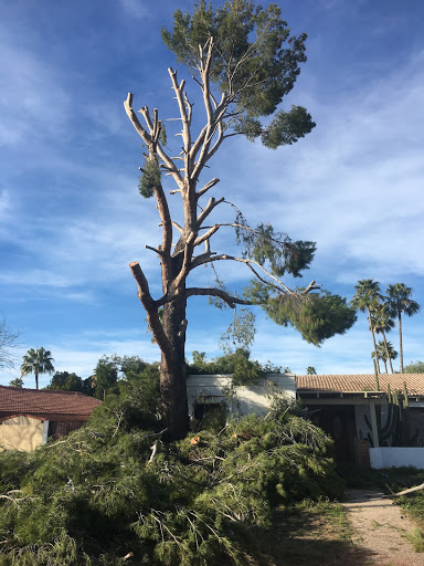 Tree Removal Phoenix