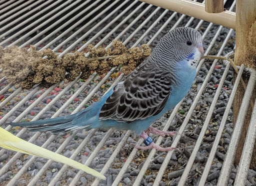 Pet Supply Store «Petco Animal Supplies», reviews and photos, 7110 Dodge St, Omaha, NE 68132, USA