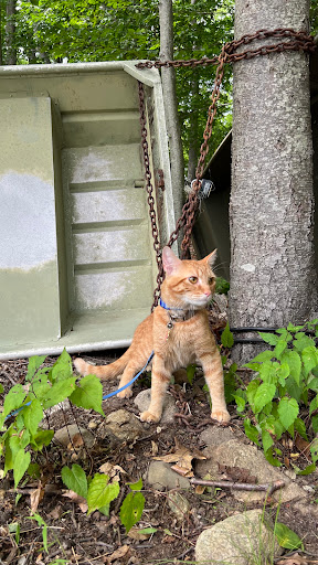 Pet Supply Store «Petco Animal Supplies», reviews and photos, 360 N Bedford Rd, Mt Kisco, NY 10549, USA