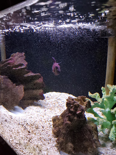 Tropical Fish Store «Marine Oasis», reviews and photos, 5340 W Ridge Rd, Spencerport, NY 14559, USA