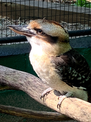 Zoo «Kentucky Down Under Adventure Zoo», reviews and photos, 3700 L and N Turnpike Rd, Horse Cave, KY 42749, USA