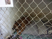 All About Pets - Photo 6 - Car repair in Grand Blanc, MI, Flint