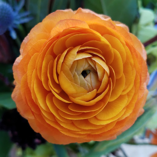 Florist «The JillTed Florist», reviews and photos, 1425 S Ft Harrison Ave, Clearwater, FL 33756, USA