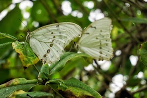 Butterfly World - photo 12