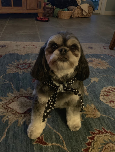 Pet Supply Store «Dog Krazy, Inc.», reviews and photos, 10681 Spotsylvania Ave, Fredericksburg, VA 22408, USA