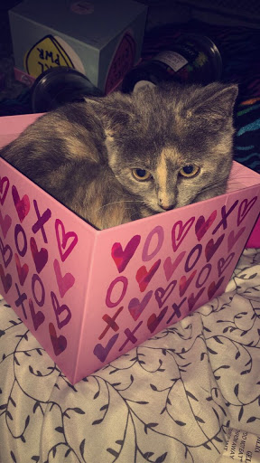 Pet Supply Store «PetSmart», reviews and photos, 533 S Tracy St, Wichita, KS 67209, USA