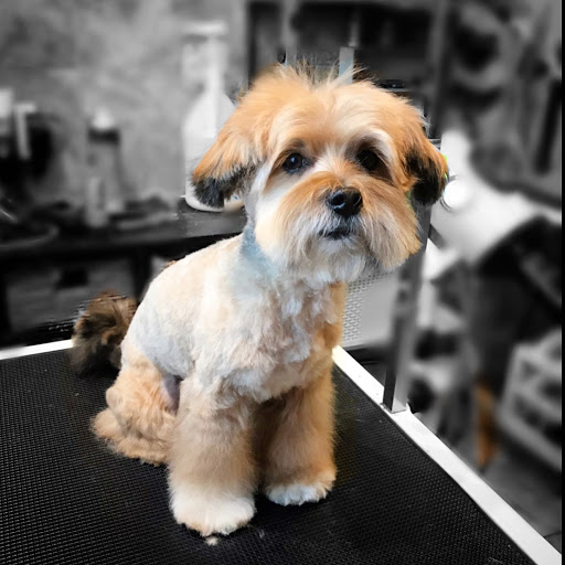 Pet Supply Store «EarthWise Pet Supply East Village», reviews and photos, 1051 Market St, San Diego, CA 92101, USA