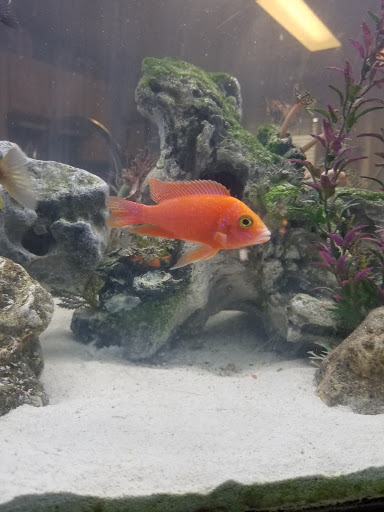 Pet Supply Store «PetSmart», reviews and photos, 1013 W University Ave, Georgetown, TX 78628, USA