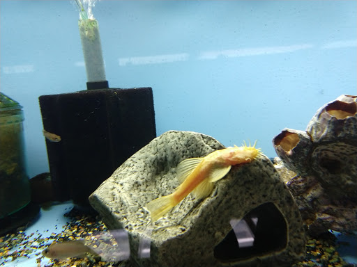 Pet Store «Forest Lake Pets», reviews and photos, 120 Lake St N, Forest Lake, MN 55025, USA