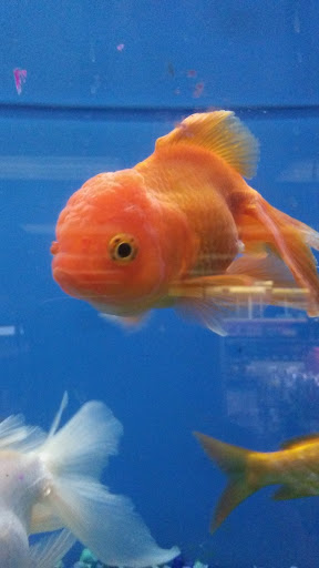 Pet Supply Store «Petco Animal Supplies», reviews and photos, 10 Sylvan St, Peabody, MA 01960, USA