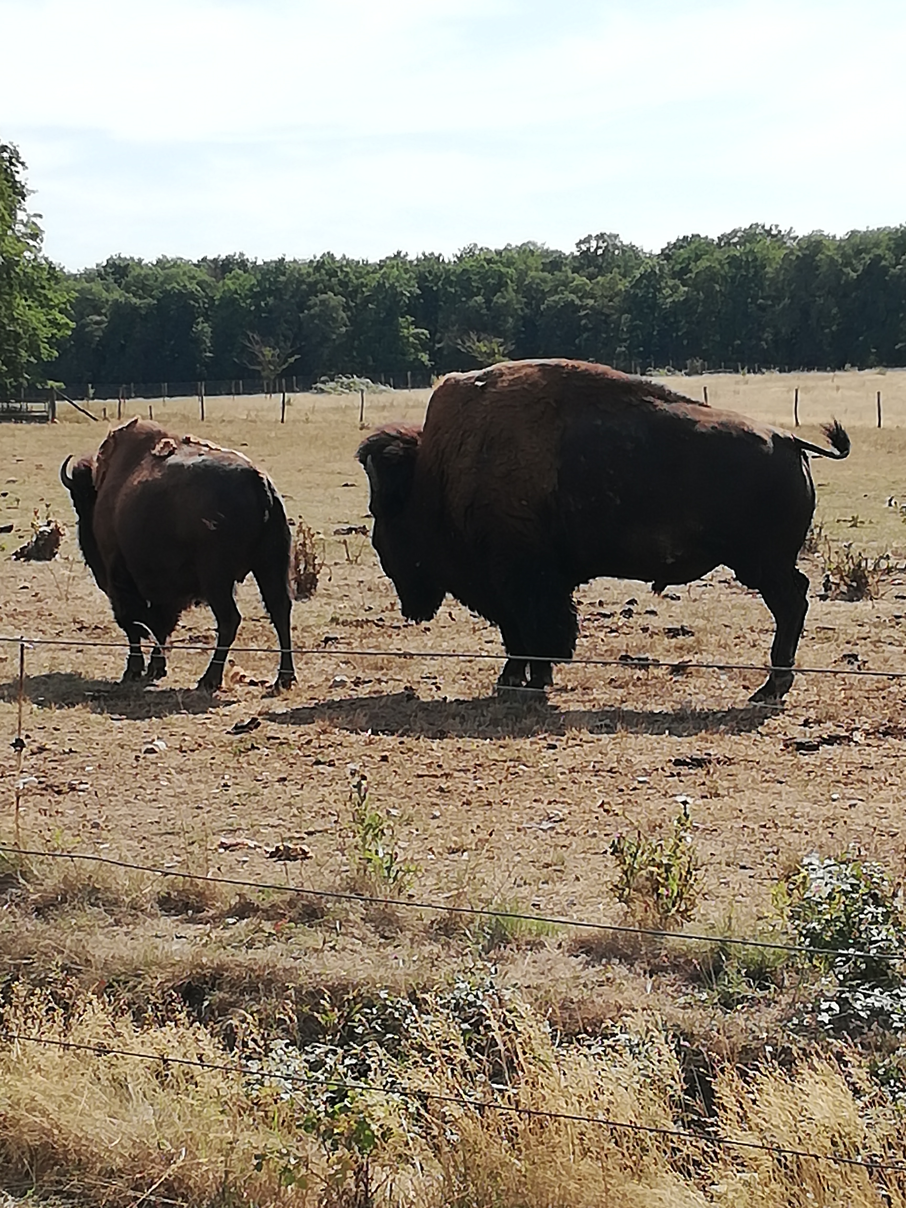Photo n° 43 de l'avis de Severine.e fait le 23/08/2019 à 23:18