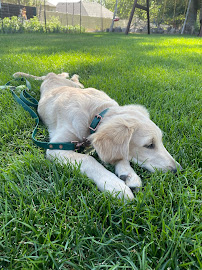 4 Paws Leather Co. - Photo 6 - Car repair in , Provo