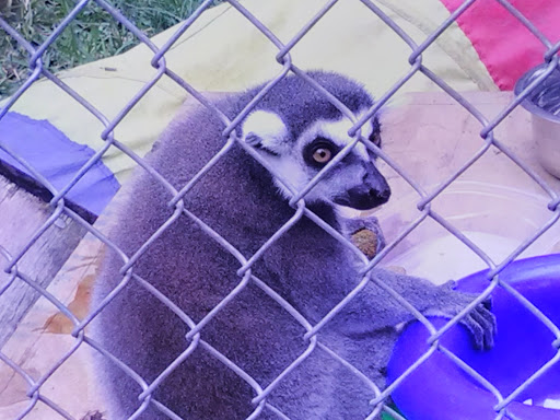 Wildlife Rescue Service «In-Sync Exotics», reviews and photos, 3430 Skyview Dr, Wylie, TX 75098, USA