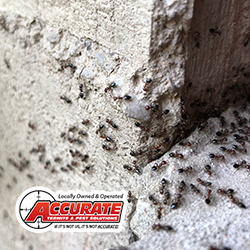 Pest Control Service «Accurate Termite & Pest Solutions», reviews and photos
