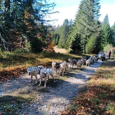 Chalet des Sibériens à Saint-Anthème