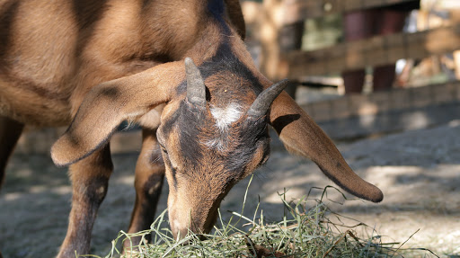 Ferme pédagogique Graines de Fermiers