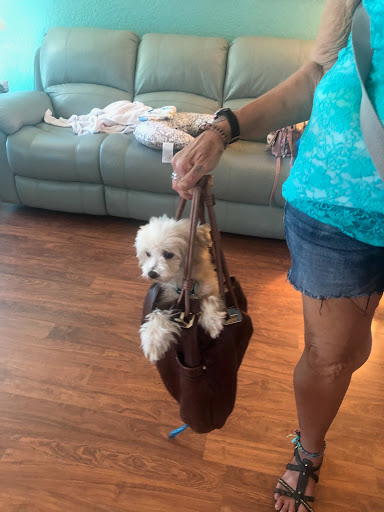 Pet Supply Store «PetSmart», reviews and photos, 919 Lakeland Park Center Dr Unit 380, Lakeland, FL 33809, USA