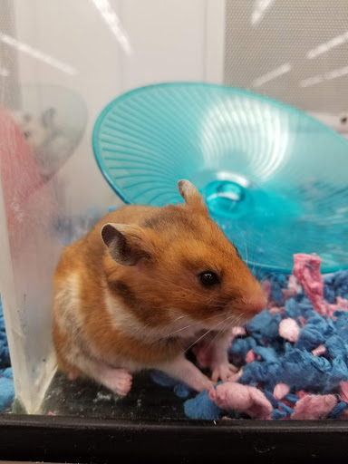 Pet Supply Store «Petco Animal Supplies», reviews and photos, 1150 Concord Ave #160, Concord, CA 94520, USA