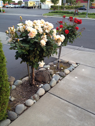 Holiday Inn Express West Sacramento - Capitol Area, an IHG Hotel image