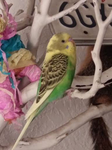 Pet Store «Pet Source 1901», reviews and photos, 1901 W 8th St B, Los Angeles, CA 90057, USA