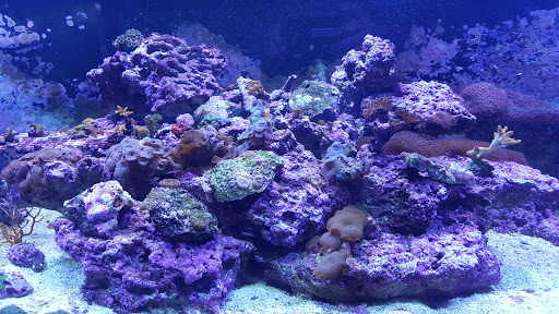 Aquarium «Old Orchard Aquarium», reviews and photos, 9235 Skokie Blvd, Skokie, IL 60077, USA