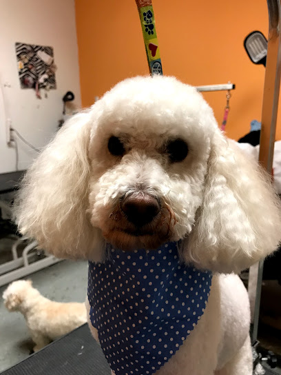 Grooming at the Doggy Boutique