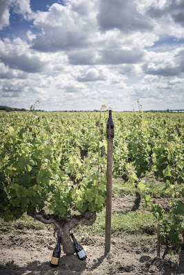 DOMAINE BOIS MAYAUD à Saint-Nicolas-de-Bourgueil