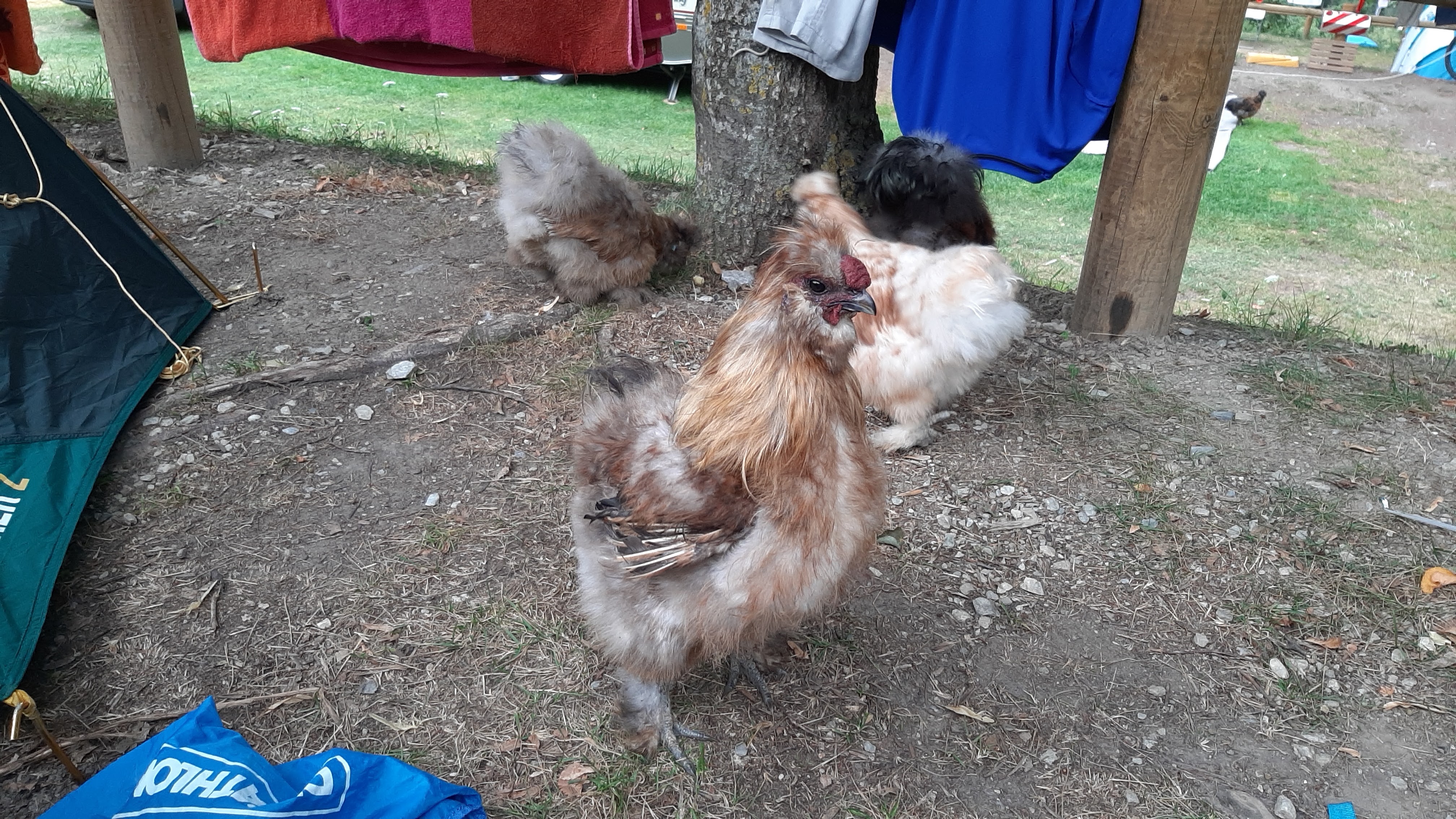 Photo n° 14 de l'avis de colonelabruti. fait le 16/08/2019 à 06:39