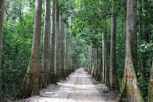 Lawachara National Park image
