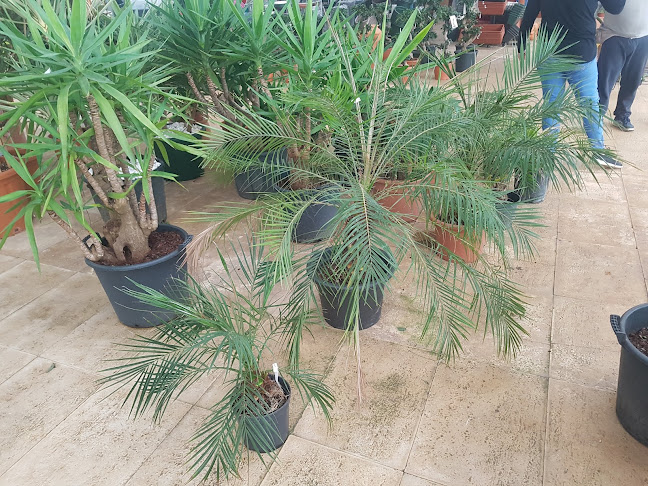 Crisplantas Ii-plantas E Jardinagem Lda - Vila Nova de Famalicão