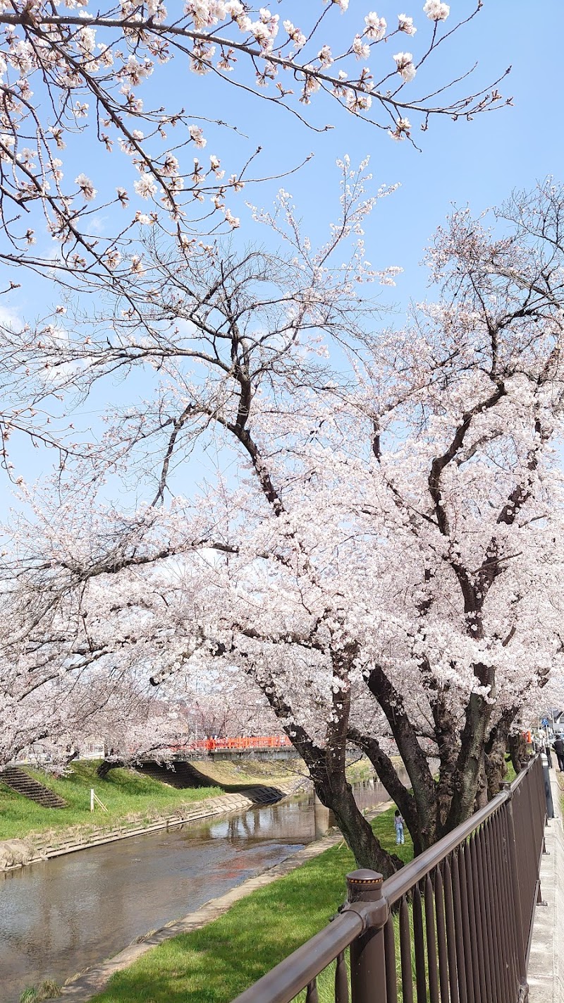 新境川 桜並木